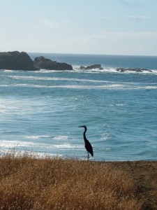 A Great Blue Heron on the bluff by Martin Steinpress