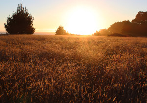 Amber waves of grain - Gualala Point Regional Park by Wendy Bailey