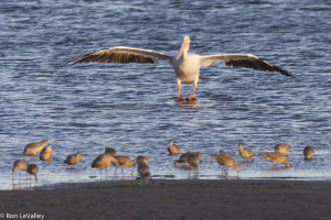 American White Pelican coming in for a landing, watched by Marbled Godwits by Ron LeValley