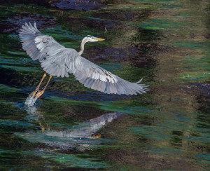 And we have liftoff - a Great Blue Heron by Paul Brewer