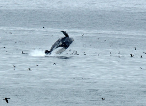 Whale breach near Shell Beach