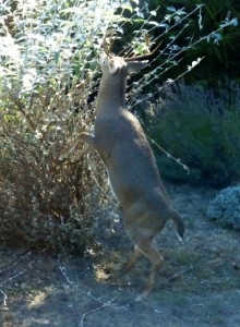 Buck devouring a Butterfly bush by Nik Epanchin