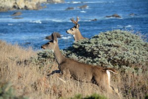 Doe and Buck in flight by Maureen Simons (Large)