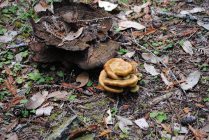 Dyer's Polypore by Jeanne Jackson