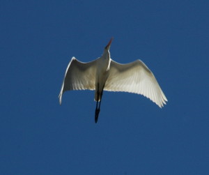 Great Egret 2 by Bob Rutemoeller