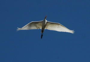 Great Egret 3 by Bob Rutemoeller