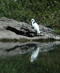 Great Egret reflected in the Gualala River by Bob Rutemoeller