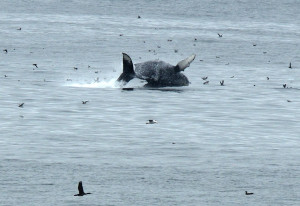 Whale breach near Shell Beach