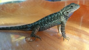 Male Northwestern Fence Lizard by Jason McKinney