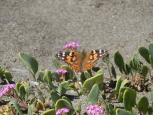 North Coast Pink Sand-Verbena with a Painted Lady by Peter Baye