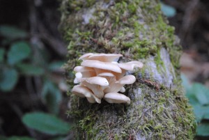 Oyster Mushrooms by Jeanne Jackson (Large)