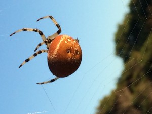 Pumpkin Orb Weaver Spider by Kathy Gustafson