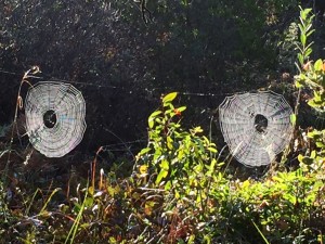 Spider Webs by Rozann Grunig