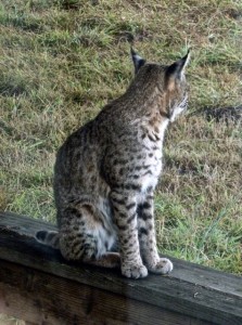 The back of a Bobcat's ears by Carolyn André