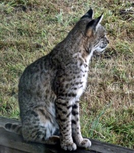 The interesting markings of a Bobcat by Carolyn André