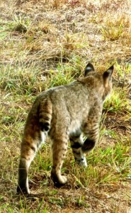 The tail is how a Bobcat got its name by Carolyn André