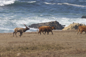 Tule Elk Stewart's Point SON 10-10-15 by Ron LeValley 222926