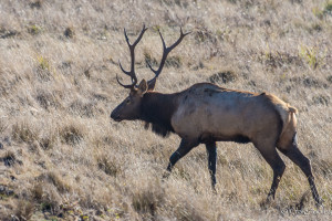Tule Elk bull near Stewart's Point by Craig Tooley