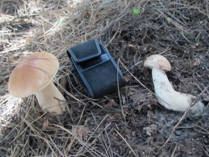 Two pristine Boletus edulis by Irma Brandt