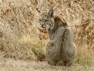 Bobcat