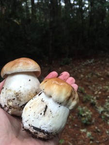 Boletus edulis arrive by Catherine Miller