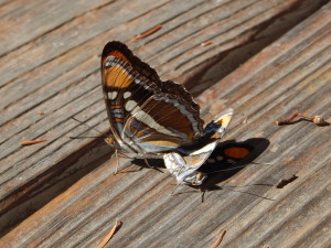 Early October mating CA Sister butterflies by Peter Baye