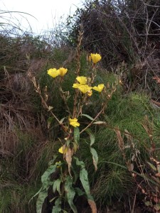 Entire plant of Hooker's Evening Primrose by Amy Ruegg