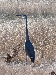 Great Blue Heron ignoring a Great Egret by Carolyn André