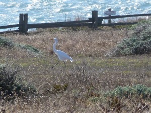 Great Egret headed towards a Great Blue Heron by Carolyn André