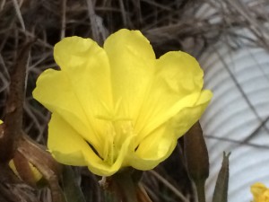 Hooker's Evening Primrose blossom by Amy Ruegg