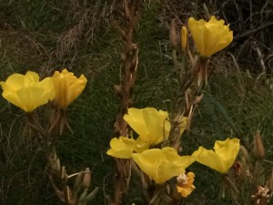 Hooker's Evening Primrose by Amy Ruegg