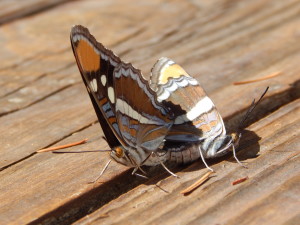 Mating California Sister butterflies by Peter Baye