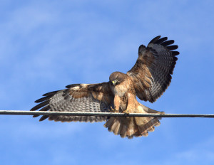 Red-tailed Hawk by Mark Ricci