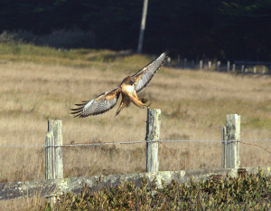 Red-tailed Hawk catches a mouse by Mark Ricci