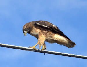 Red-tailed Hawk looking for prey by Mark Ricci