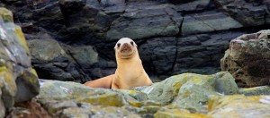 What is this Sea Lion thinking by Allen Vinson