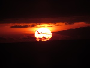 A Brown Pelican crosses the setting sun by Harm Wilkinson