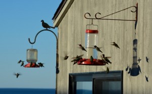 A charm of Anna's Hummingbirds by Kathy Haas