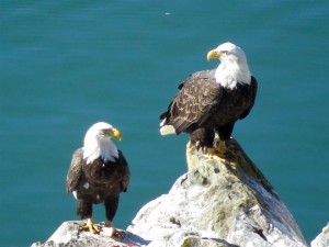 Bald Eagle pair perched on rocks by Joan Bacci (Large)