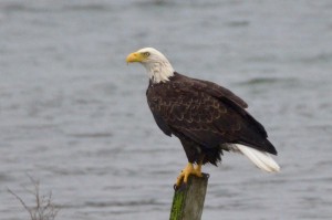 Bald Eagle perched on a snag by Joan Bacci (Large)