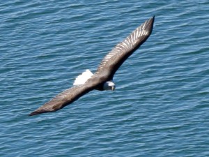 Bald Eagle soaring over the Russian River by Joan Bacci