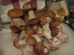 Bounty of Porcini by Irma Brandt