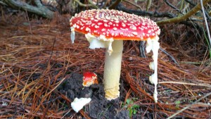 Fly Amanita by Mel Smith (Large)