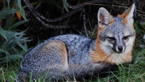 Gray Fox by Paul Pastina (Large)