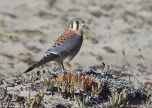 Male American Kestrel by Ron LeValley