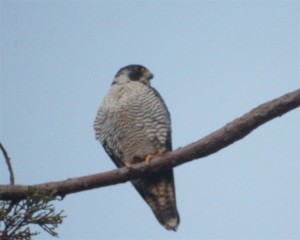 November Peregrine Falcon  by Zak Rudy (Large)