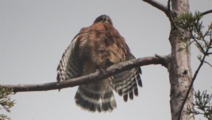 Red-Shouldered Hawk by Zak Rudy (Large)