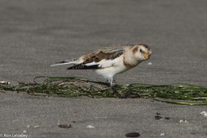 Snow Bunting by Ron LeValley