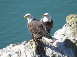 Two adult Bald Eagles by Joan Bacci (Large)