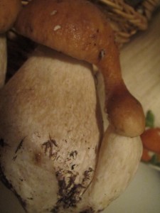 Unusual joining of Boletus edulis by Irma Brandt